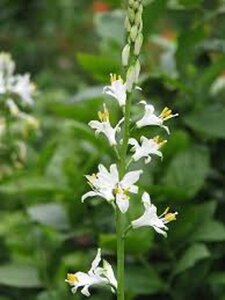 Paradisea lusitanica geen maat specificatie 0,55L/P9cm