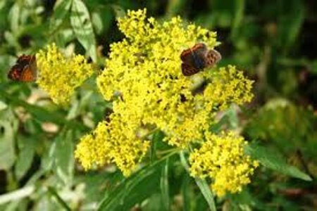 Patrinia monandra geen maat specificatie 0,55L/P9cm