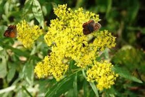Patrinia monandra geen maat specificatie 0,55L/P9cm