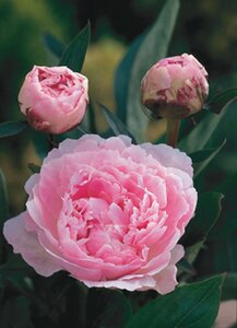 Paeonia (LD) 'Sarah Bernhardt' geen maat specificatie 0,55L/P9cm
