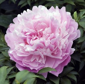 Paeonia (LD) 'Sarah Bernhardt' geen maat specificatie 0,55L/P9cm - afbeelding 2