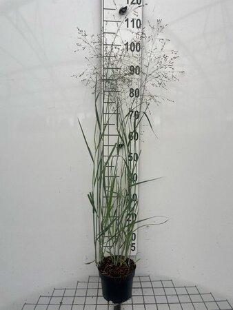 Panicum virgatum 'Heavy Metal' geen maat specificatie cont. 2,0L - afbeelding 5