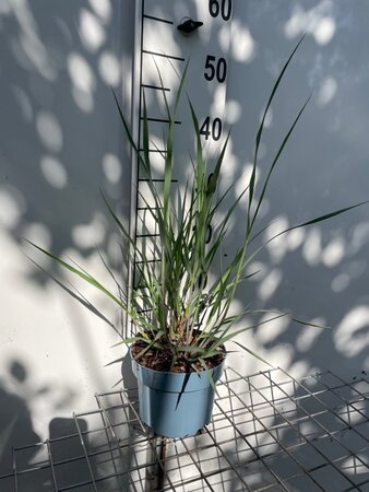 Panicum virgatum 'Heavy Metal' geen maat specificatie cont. 2,0L - afbeelding 6