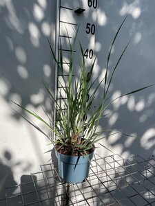 Panicum virgatum 'Heavy Metal' geen maat specificatie cont. 2,0L - afbeelding 6