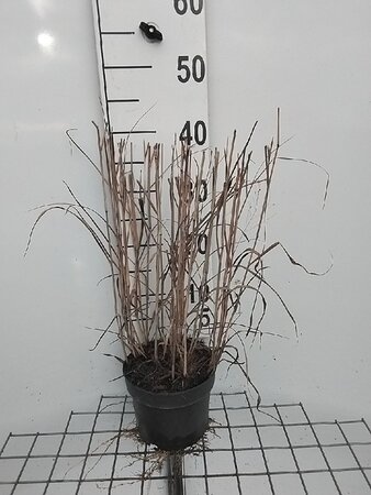 Panicum virgatum 'Heavy Metal' geen maat specificatie cont. 2,0L - afbeelding 7