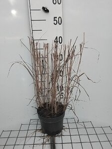 Panicum virgatum 'Heavy Metal' geen maat specificatie cont. 2,0L - afbeelding 7
