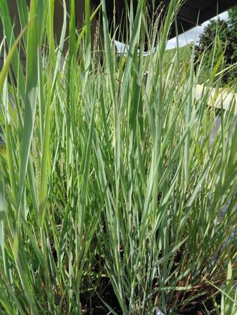 Panicum virgatum 'Heavy Metal' geen maat specificatie cont. 2,0L - image 2