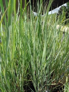 Panicum virgatum 'Heavy Metal' geen maat specificatie cont. 2,0L - image 2