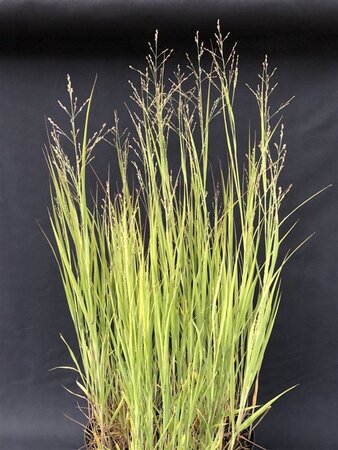 Panicum virgatum 'Heavy Metal' geen maat specificatie cont. 2,0L - image 3