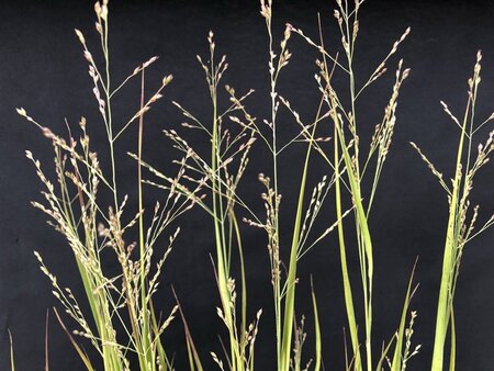 Panicum virgatum 'Heavy Metal' geen maat specificatie cont. 2,0L - image 4