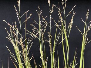 Panicum virgatum 'Heavy Metal' geen maat specificatie cont. 2,0L - image 4