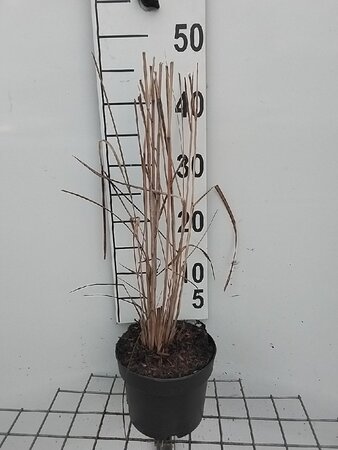 Panicum virgatum 'Northwind' geen maat specificatie cont. 2,0L - afbeelding 3