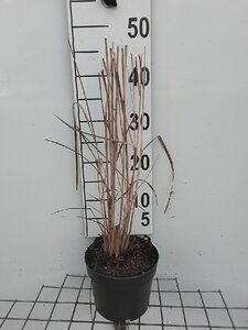 Panicum virgatum 'Northwind' geen maat specificatie cont. 2,0L - afbeelding 3