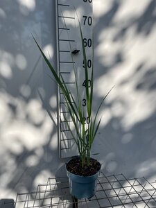 Panicum virgatum 'Northwind' geen maat specificatie cont. 2,0L - afbeelding 4