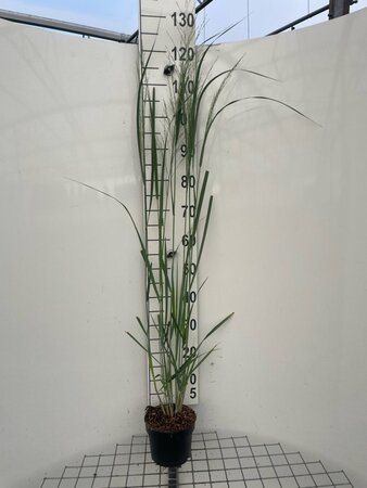 Panicum virgatum 'Northwind' geen maat specificatie cont. 2,0L - afbeelding 5