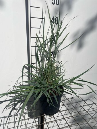 Panicum virgatum 'Prairie Sky' geen maat specificatie cont. 2,0L - afbeelding 2