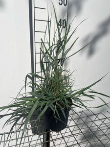 Panicum virgatum 'Prairie Sky' geen maat specificatie cont. 2,0L - afbeelding 2