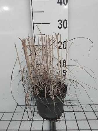 Panicum virgatum 'Prairie Sky' geen maat specificatie cont. 2,0L - afbeelding 3