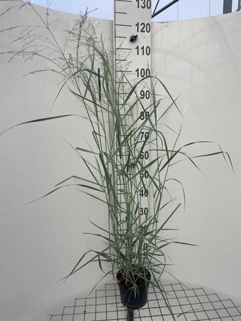 Panicum virgatum 'Prairie Sky' geen maat specificatie cont. 2,0L - afbeelding 4