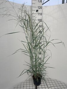 Panicum virgatum 'Prairie Sky' geen maat specificatie cont. 2,0L - afbeelding 4