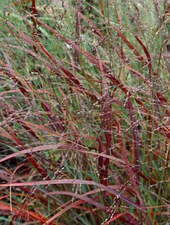 Panicum virgatum 'Rehbraun' geen maat specificatie cont. 2,0L