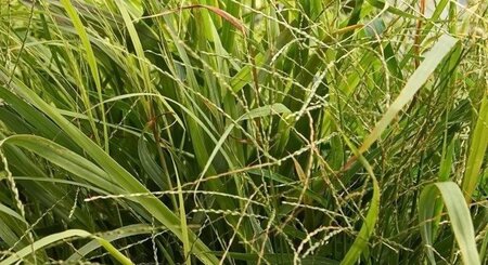 Panicum virgatum 'Rotstrahlbusch'= 'Hänse Herms'(verouderd) geen maat specificatie cont. 2,0L - afbeelding 1