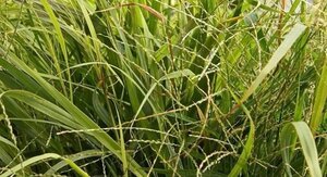 Panicum virgatum 'Rotstrahlbusch'= 'Hänse Herms'(verouderd) geen maat specificatie cont. 2,0L