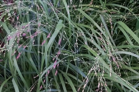 Panicum virgatum 'Shenandoah' geen maat specificatie cont. 2,0L - afbeelding 1