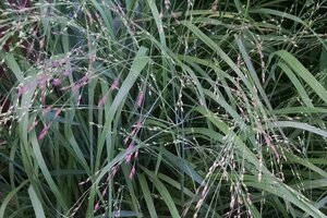 Panicum virgatum 'Shenandoah' geen maat specificatie cont. 2,0L