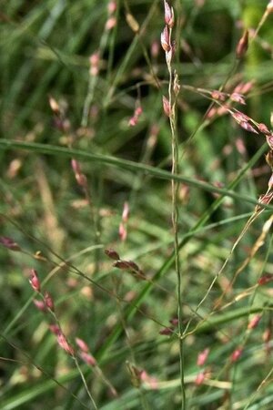 Panicum virgatum 'Shenandoah' geen maat specificatie cont. 2,0L - image 2