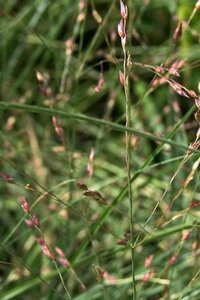 Panicum virgatum 'Shenandoah' geen maat specificatie cont. 2,0L - image 2
