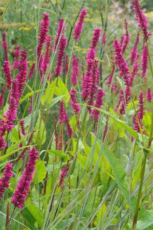 Persicaria a. 'Amethyst Summer' geen maat specificatie 0,55L/P9cm - afbeelding 1