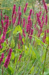 Persicaria a. 'Amethyst Summer' geen maat specificatie 0,55L/P9cm - afbeelding 1