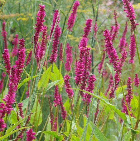 Persicaria a. 'Amethyst Summer' geen maat specificatie 0,55L/P9cm - afbeelding 2