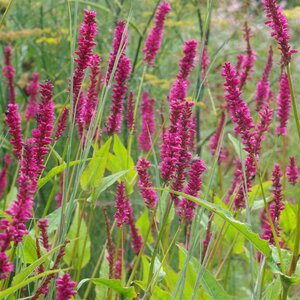 Persicaria a. 'Amethyst Summer' geen maat specificatie 0,55L/P9cm - afbeelding 2