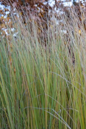 Pennisetum al. 'Foxtrot' geen maat specificatie 0,55L/P9cm - afbeelding 2