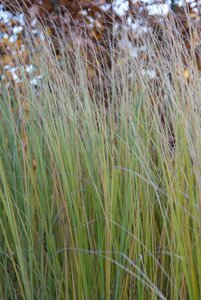 Pennisetum al. 'Foxtrot' geen maat specificatie 0,55L/P9cm - afbeelding 2