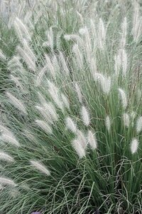 Pennisetum al. 'Foxtrot' geen maat specificatie 0,55L/P9cm - afbeelding 1