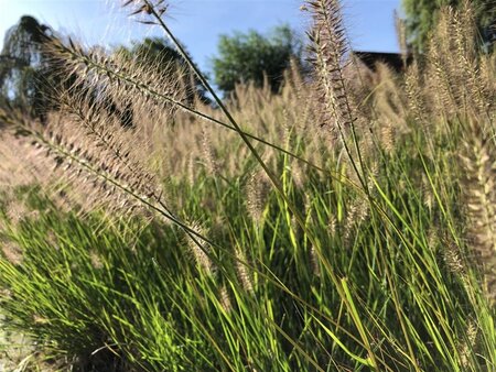 Pennisetum al. 'Hameln' geen maat specificatie cont. 2,0L - afbeelding 2