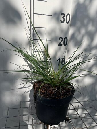 Pennisetum al. 'Hameln' geen maat specificatie cont. 2,0L - afbeelding 6