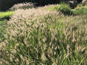 Pennisetum al. 'Hameln' geen maat specificatie cont. 2,0L - afbeelding 3