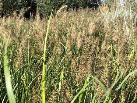 Pennisetum al. 'Hameln' geen maat specificatie cont. 2,0L - afbeelding 4
