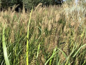 Pennisetum al. 'Hameln' geen maat specificatie cont. 2,0L - afbeelding 4