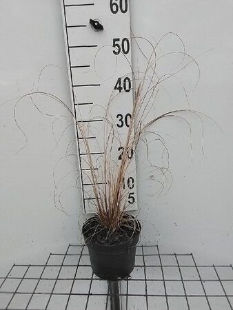 Pennisetum al. 'Hameln' geen maat specificatie cont. 2,0L - afbeelding 7
