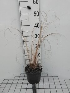Pennisetum al. 'Hameln' geen maat specificatie cont. 2,0L - afbeelding 7