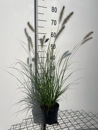 Pennisetum al. 'Hameln' geen maat specificatie cont. 2,0L - afbeelding 8