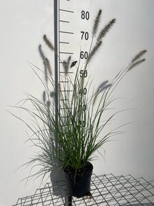 Pennisetum al. 'Hameln' geen maat specificatie cont. 2,0L - afbeelding 8