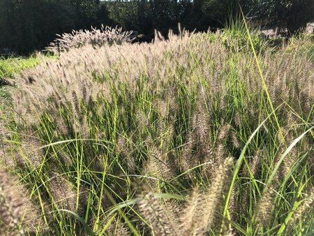 Pennisetum al. 'Hameln' geen maat specificatie cont. 2,0L - afbeelding 5