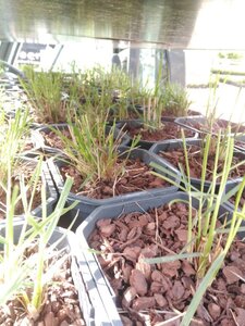 Pennisetum al. 'Hameln' geen maat specificatie cont. 2,0L