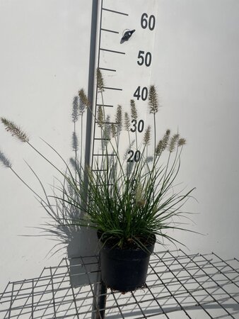 Pennisetum al. 'Little Bunny' geen maat specificatie cont. 2,0L - afbeelding 2
